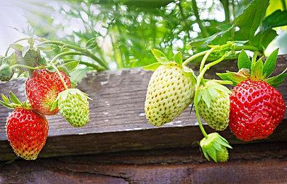 《新美妙世界》终极预告发布 试玩版6月25日推出